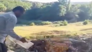 Kasalar dolusu kayısıyı dereye döktü