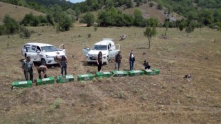 Kastamonuda doğaya 900 keklik salındı