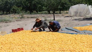 Kayısının dalından 115den fazla ülkeye ihracat