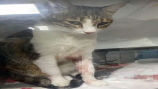Kedi Şirineyi tekmeleyerek 4. kattan aşağı atan akademisyen hakkında karar: 1 yıl 6 ay hapsine hükmedildi