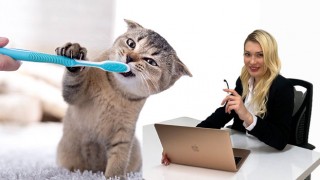 Kedi ve Köpeğinizin Diş Sağlığını Hafife Almayın!