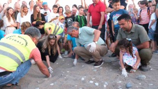 Kemerde son 30 yılın yavrulu caretta caretta rekoru bekleniyor