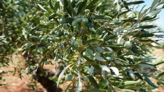 Kiliste zeytin ve zeytinyağında yüksek rekolte beklentisi üreticiyi sevindirdi