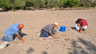 Kırkağaç kavununda ekim yapıldı, hasat ağustosta