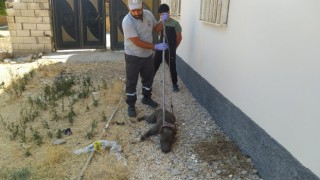 Kızıltepede evin bahçesine giren pitbull cinsi köpek korkuttu