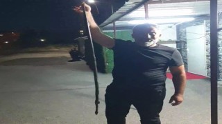 Konteyner kentte görülen yılan korkuttu