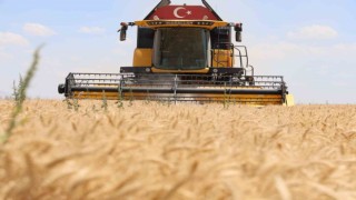 Konyada buğday rekoltesinde düşüş