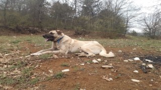 Köpeği öldürüp, sahibinin yaralayan ve tutuksuz yargılanan sanık 6 yıl 6 ay hapis cezası aldı