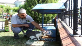 Küçükçekmecede sokak hayvanları, yaz günlerinde koruma altında