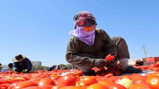 Kuru domatesler ilk 6 ayda 63 milyon dolar ihraç edildi, hedef 100 milyon dolar