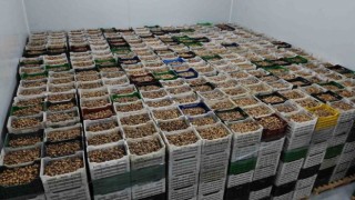 Kuru meyve sektörü 2024 yılında ilk kez 1 milyar doları geçti
