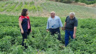 Kuyucakta proje kapsamında dağıtılan domates fideleri kontrol edildi