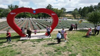 Lavanta bahçesi şehrin gözde mekanı oldu