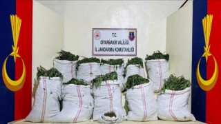 Licede 1 milyon 229 bin 300 kök kenevir ve skunk bitkisi ele geçirildi