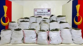 Licede 1 milyon 781 bin kök kenevir ve skunk bitkisi ele geçirildi