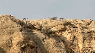 Malatyada yaban keçileri görüntülendi