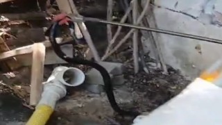 Malatyada yılan paniği
