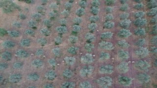 Manisa jandarmasından zehir tacirlerine geçit yok: 4 gözaltı