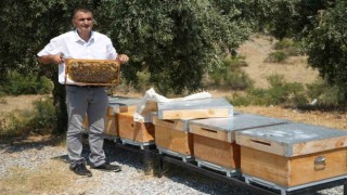 Manisada aşırı sıcaklar bal üretimini etkiledi