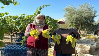 Manisada erkence üzümde hasat başladı