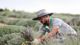 Merkezefendinin mor güzelliğinde hasat tamamlandı