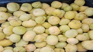 Mersinde incir hasadı başladı