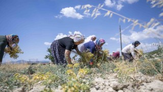 Mersinde nohut hasadı başladı