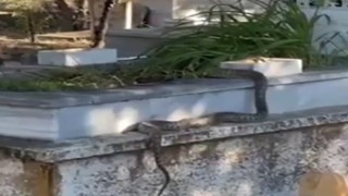 Mezarlıktaki yılan görenleri hayrete düşürdü