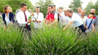 Muğla Büyükşehir Belediyesinden lavanta şenliği