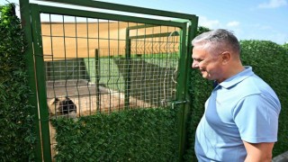 Muratpaşa Belediye Başkanı Uysal: Sokak hayvanlarında denge sağlanmalı