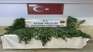 Nazillide evin bahçesinde 100 kök kenevir ele geçirildi