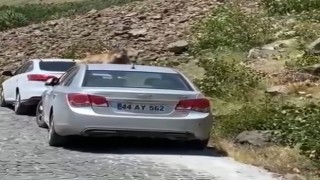 Nemrutta ayılar bu kez yol kesip arabaların üstüne çıktı