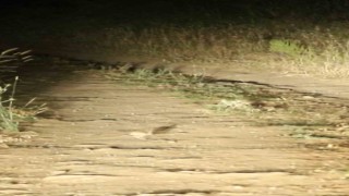 Nesli tehlike altında olan Arap Tavşanı Niğdede kayda alındı