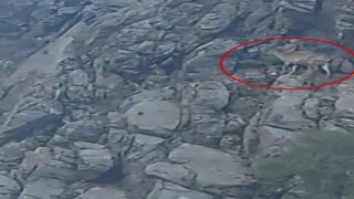 Nesli tükenme tehlikesi altındaki tırmanma uzmanı dağ keçileri Elazığda görüntülendi