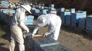 Niğdede 250 ton bal üretimi bekleniyor