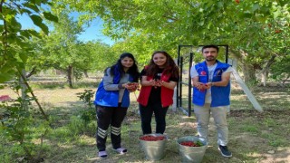 Niğdede gönüllü gençler cami temizliği ile kiraz hasadı yaptı