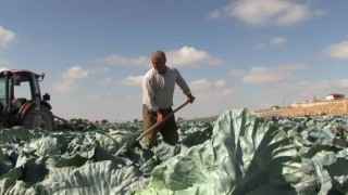 Niğdede turfanda lahana hasadına başlanıldı