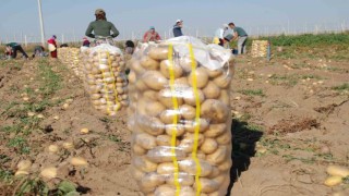 Niğdede yazlık patates ekimi yüzde 200 arttı