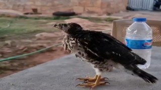 Ölmek üzere olan yavru şahini hayata bağladı