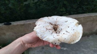 Orduda dağ mantarı sezonu açıldı