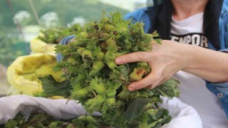 Orduda taze fındık tezgahlarda: Kilosu 100 TL