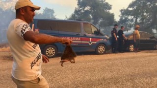 Orman yangınında kirpiyi yanmaktan kurtarıp serinlettiler