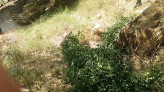 Ormanda kaçak ağaç kesen 3 şahıs yakalandı