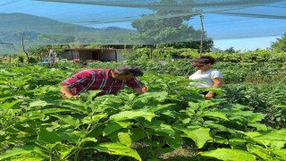 Ortaca, zencefil ve zerdeçal üretim merkezi olma yolunda ilerliyor