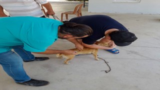 Ortacada kedi ve köpeklere kuduz aşısı yapıldı