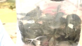 Tarım Müdürlüğü'nden Balıklandırma Projesine Büyük Destek
