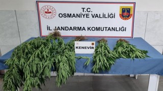 Osmaniye Jandarmasından Uyuşturucu Operasyonu