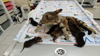 Osmaniye'de Anne Kediden, Yavru Köpeklere Şefkat Eli 