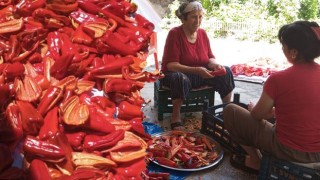 Osmaniye’de Ev Yapımı Salça Telaşı Başladı