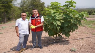 Osmaniye'de İncir Hasadı Başladı